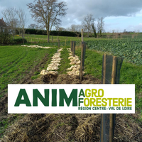 Haies, Arbres champêtres et Agroforesterie