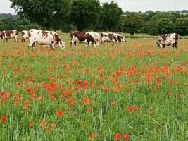 L'agriculture paysanne