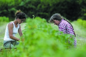 Agriculture durable