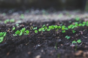 Projet de certification 