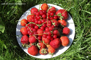 [SAISONNIER.E FRAISES ET GROSEILLES]