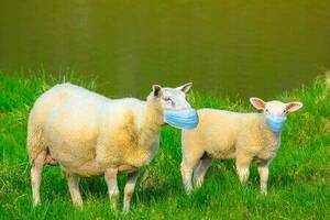 Approche globale de la santé animale