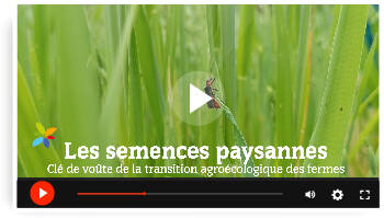 Les semences paysannes : clé de voûte de la transition agroécologique des fermes