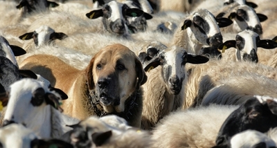 Des chiens de protection dans le Lot