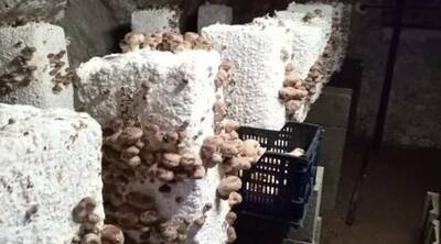 Des champignons 100% bio et loirétains, avec Rémi Bonneau, maraîcher à Bou 