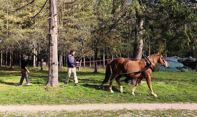La traction animale avec l'ARDEAR : deux sessions pour améliorer sa technique et partager un moment convivial