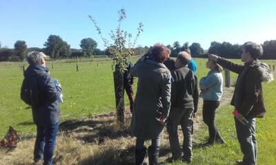 Formation entretenir son projet agroforestier et savoir tailler et élaguer ses arbres