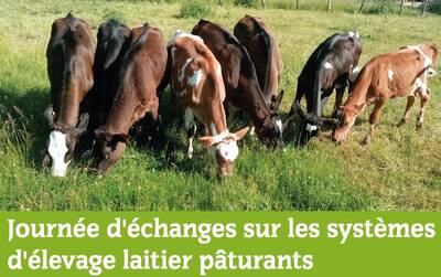Journée d'échanges sur les systèmes d'élevage laitier pâturants