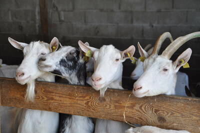 Une formation sur l'herbe pour optimiser son utilisation dans la ration