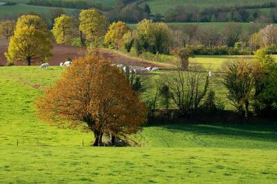 Formation - Intégrer des fourrages issus des arbres dans sa ration 
