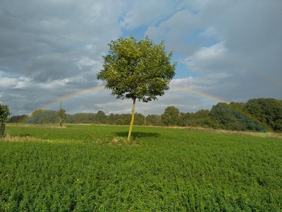 Formation agroforesterie