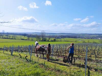 Transmission d’un vignoble du Quercy Blanc : Le domaine de Lafage