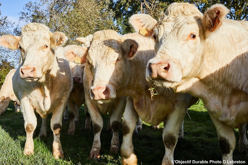 Développement de l'agriculture paysanne