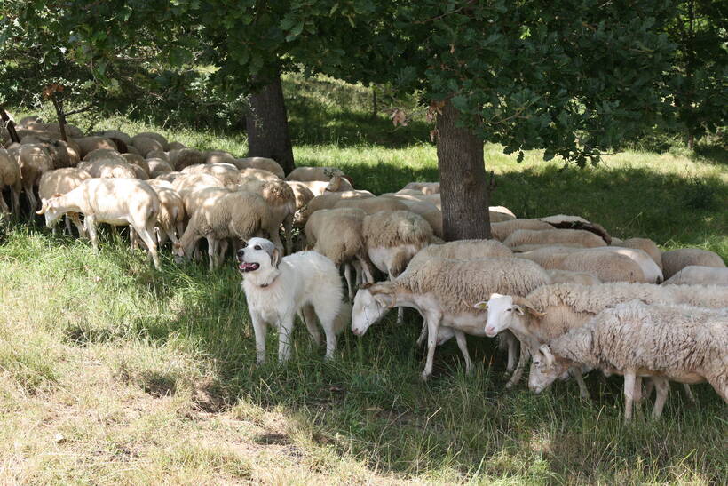 Gaec des deux côteaux (31) - Programme TerriaOcc