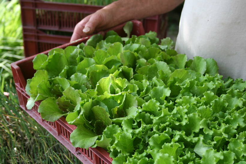 Faire pousser des projets agricoles